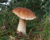 Igor Melika: БІЛІ ГРИБИ – ДАРИ КАРПАТСЬКОГО ЛІСУ (ФОТОгалерея)